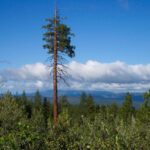 Thumbnail of 4.79 ACRES IN KLAMATH COUNTY, OREGON ~ GORGEOUS MINI RANCH IN THE MOUNTAINS WITH TREES, VIEWS AND WIDE OPEN SPACES Photo 8