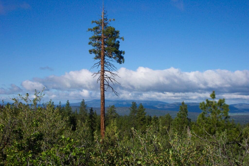 4.79 ACRES IN KLAMATH COUNTY, OREGON ~ GORGEOUS MINI RANCH IN THE MOUNTAINS WITH TREES, VIEWS AND WIDE OPEN SPACES photo 8