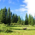 Thumbnail of 4.79 ACRES IN KLAMATH COUNTY, OREGON ~ GORGEOUS MINI RANCH IN THE MOUNTAINS WITH TREES, VIEWS AND WIDE OPEN SPACES Photo 7