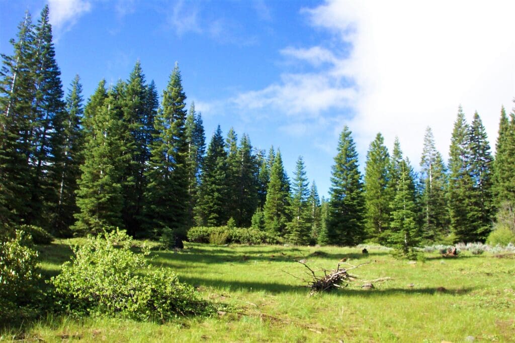 4.79 ACRES IN KLAMATH COUNTY, OREGON ~ GORGEOUS MINI RANCH IN THE MOUNTAINS WITH TREES, VIEWS AND WIDE OPEN SPACES photo 7