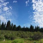 Thumbnail of 4.79 ACRES IN KLAMATH COUNTY, OREGON ~ GORGEOUS MINI RANCH IN THE MOUNTAINS WITH TREES, VIEWS AND WIDE OPEN SPACES Photo 6