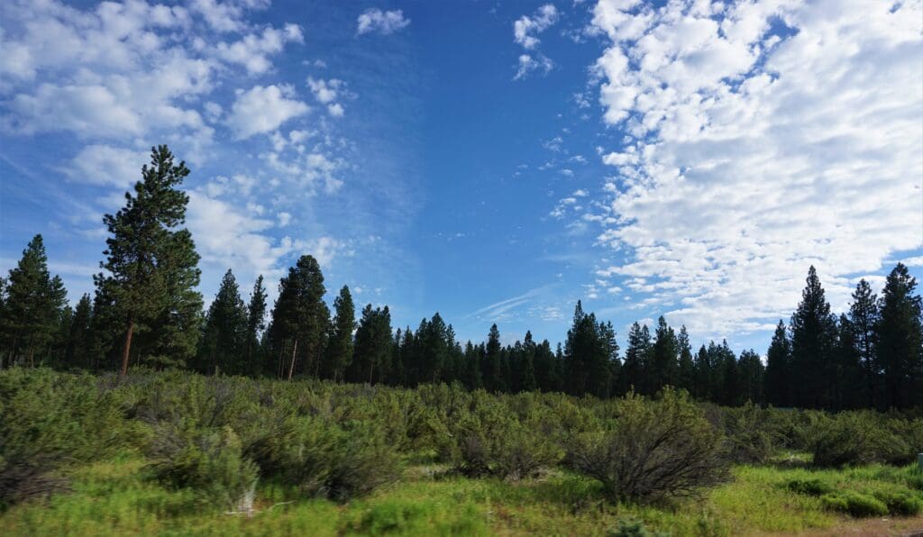 4.79 ACRES IN KLAMATH COUNTY, OREGON ~ GORGEOUS MINI RANCH IN THE MOUNTAINS WITH TREES, VIEWS AND WIDE OPEN SPACES photo 6