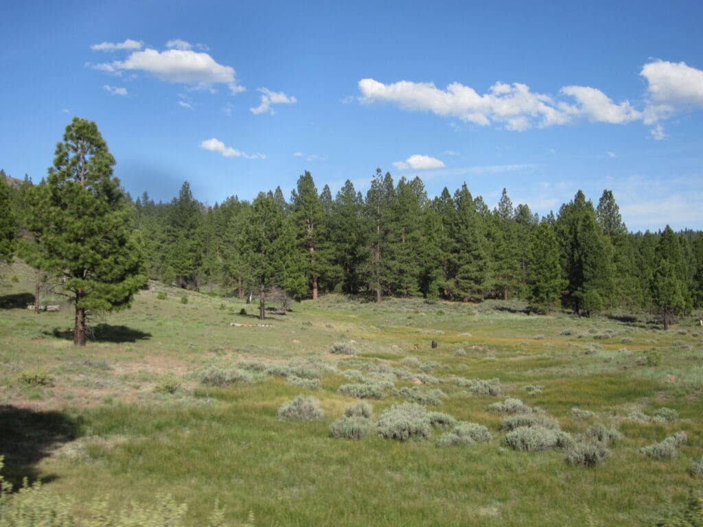 4.79 ACRES IN KLAMATH COUNTY, OREGON ~ GORGEOUS MINI RANCH IN THE MOUNTAINS WITH TREES, VIEWS AND WIDE OPEN SPACES photo 4